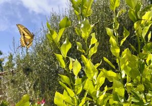 What My Mama, a Butterfly, and an Old Tree Taught Me About Raising Compassionate, Successful Children - Indelible Learning - Indelible Learning What My Mama, a Butterfly, and an Old Tree Taught Me About Raising Compassionate, Successful Children